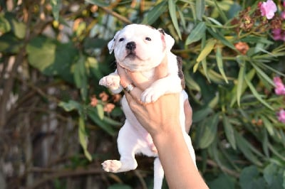 Les chiots de Staffordshire Bull Terrier