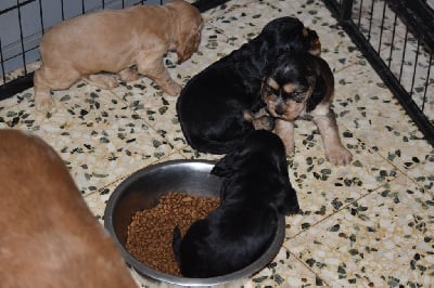 Les chiots de Cocker Spaniel Anglais