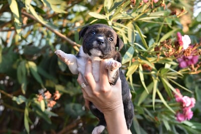 Les chiots de Staffordshire Bull Terrier