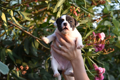 Les chiots de Staffordshire Bull Terrier