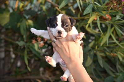 Les chiots de Staffordshire Bull Terrier