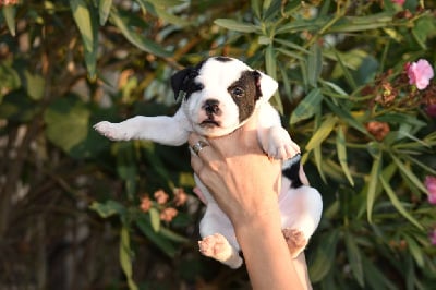 Les chiots de Staffordshire Bull Terrier