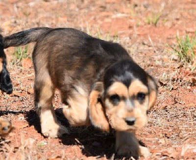 Les chiots de Cocker Spaniel Anglais