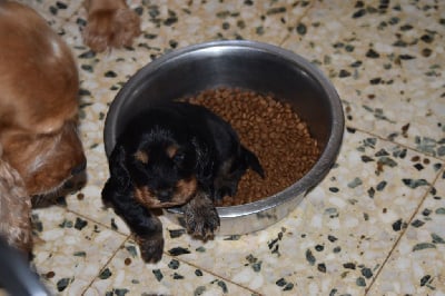 Les chiots de Cocker Spaniel Anglais