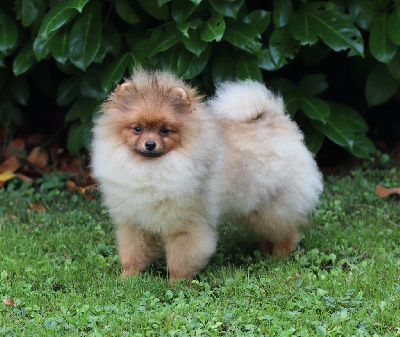 Les chiots de Spitz allemand