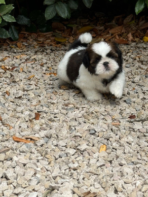 Les chiots de Shih Tzu