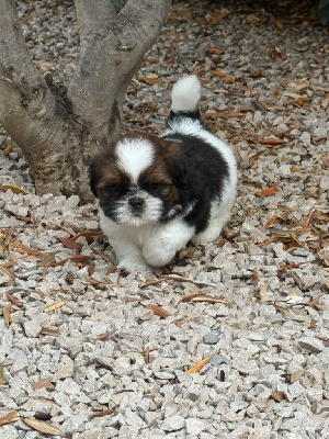 Les chiots de Shih Tzu