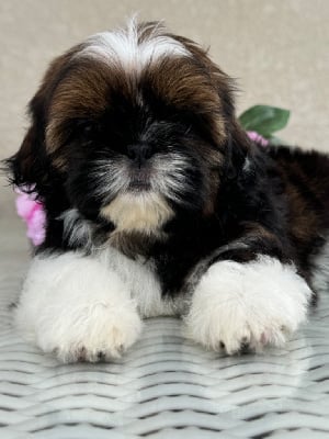 V Lily - Shih Tzu