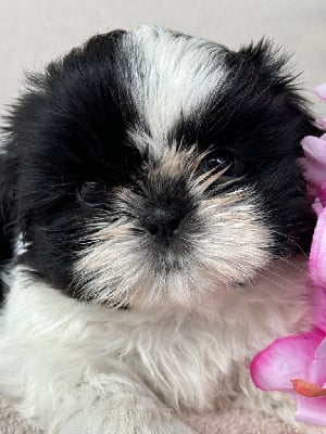 Vita - Shih Tzu