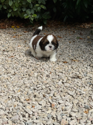 Les chiots de Shih Tzu