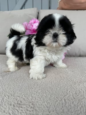 Les chiots de Shih Tzu