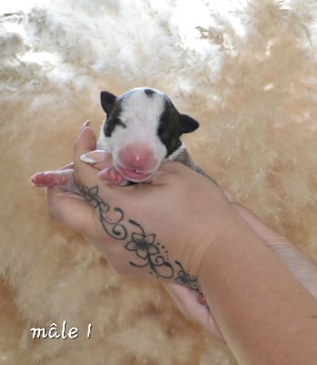 Les chiots de Bull Terrier