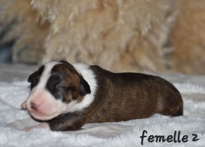 Les chiots de Bull Terrier