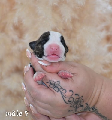 Les chiots de Bull Terrier