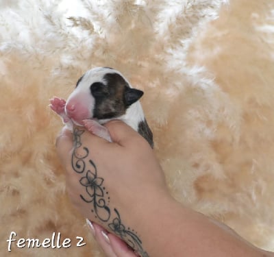 Les chiots de Bull Terrier