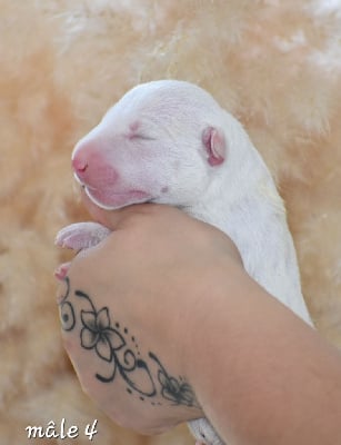 Les chiots de Bull Terrier