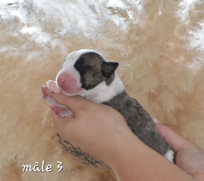 Les chiots de Bull Terrier