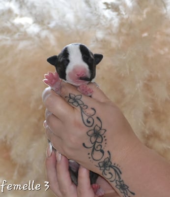 Les chiots de Bull Terrier