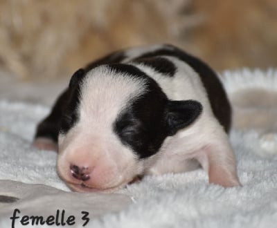 Les chiots de Bull Terrier