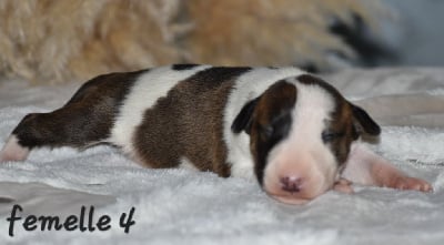 Les chiots de Bull Terrier