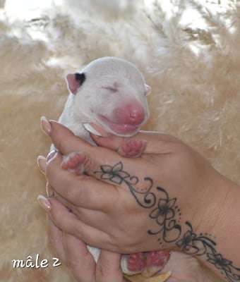 Les chiots de Bull Terrier