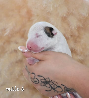 Les chiots de Bull Terrier