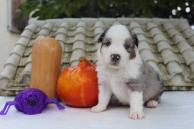 Les chiots de Berger Américain Miniature 