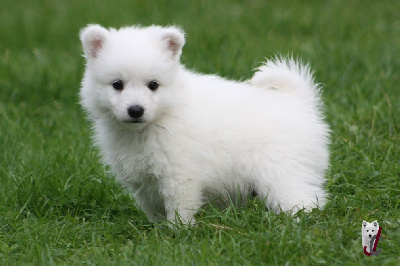 Les chiots de Spitz japonais