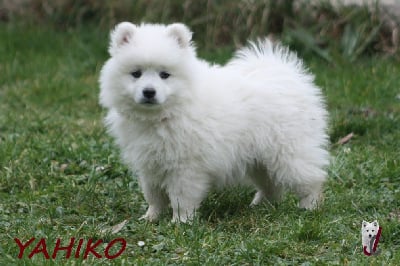 CHIOT collier rouge - VATANUKI YAHIKO - Spitz japonais