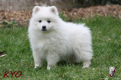 Les chiots de Spitz japonais