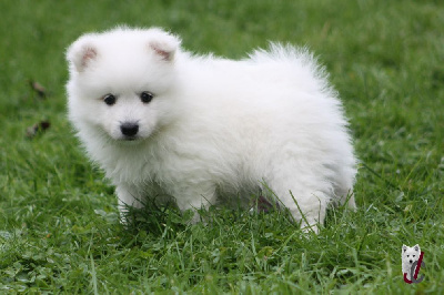 Les chiots de Spitz japonais