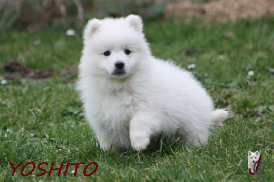 Les chiots de Spitz japonais