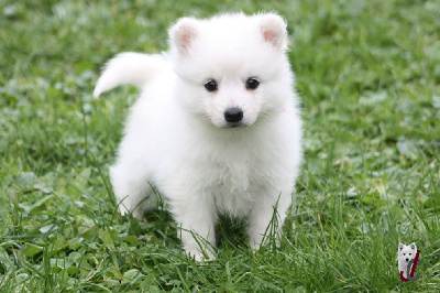 Les chiots de Spitz japonais