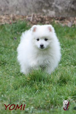 Les chiots de Spitz japonais