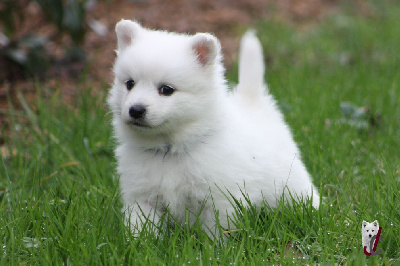 Les chiots de Spitz japonais