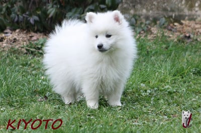 Les chiots de Spitz japonais