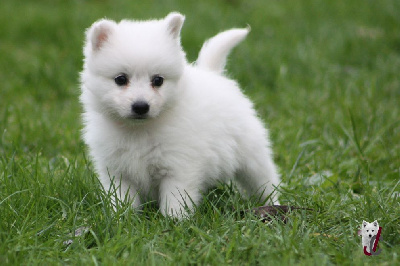 Les chiots de Spitz japonais