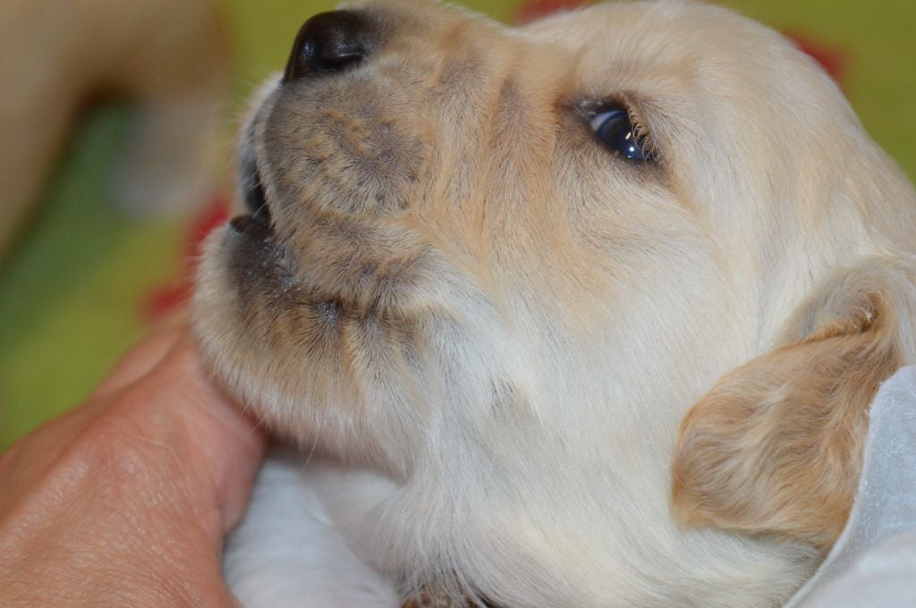 CHIOT 1 - Golden Retriever