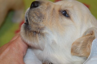 Les chiots de Golden Retriever