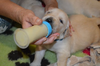 Les chiots de Golden Retriever