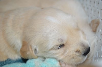 Les chiots de Golden Retriever