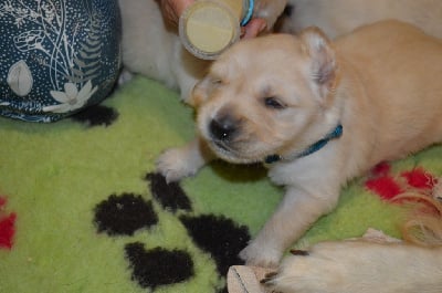 Les chiots de Golden Retriever