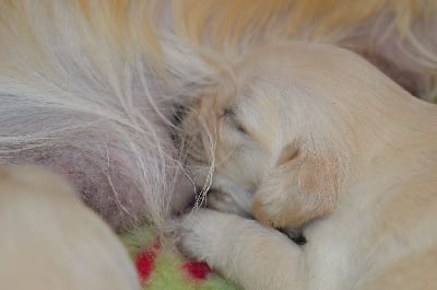 Les chiots de Golden Retriever