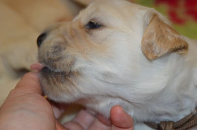 Les chiots de Golden Retriever