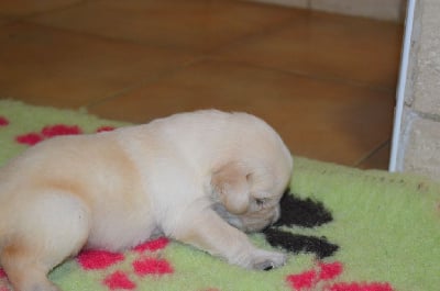 Les chiots de Golden Retriever