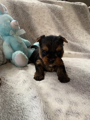 Les chiots de Yorkshire Terrier