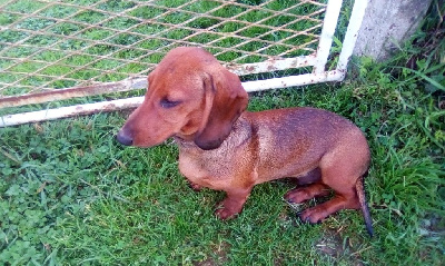 Les chiots de Teckel poil ras