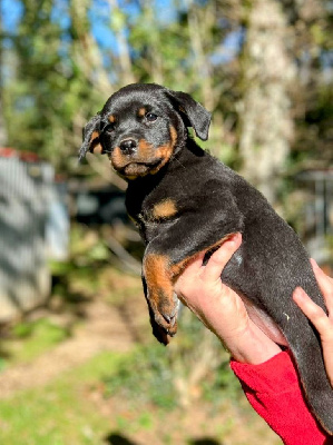 Les chiots de Rottweiler