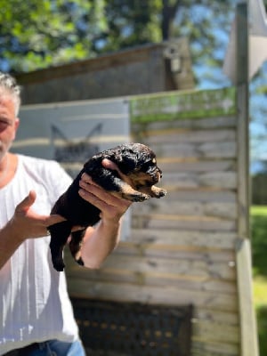 Les chiots de Rottweiler