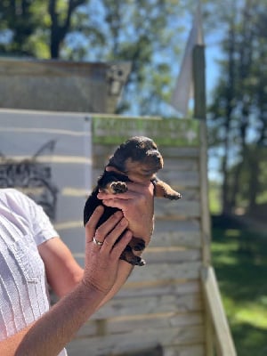 Les chiots de Rottweiler